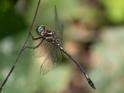 Brechmorhoga praecox (Slender Clubskimmer).jpg